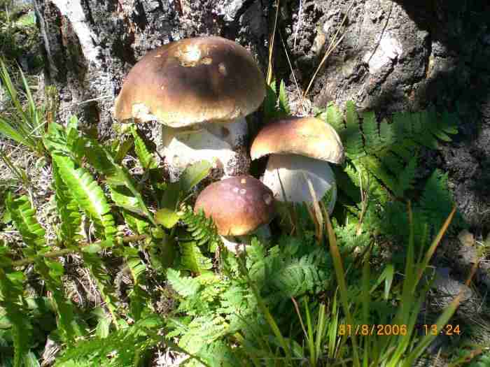  Image name: 175 Porcino.jpg 
 width: 700 pixel 
 height: 525 pixel 
 Size: 39013 bytes 
 Click to enlarge 